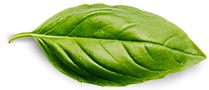 Kontakt basil leaf
