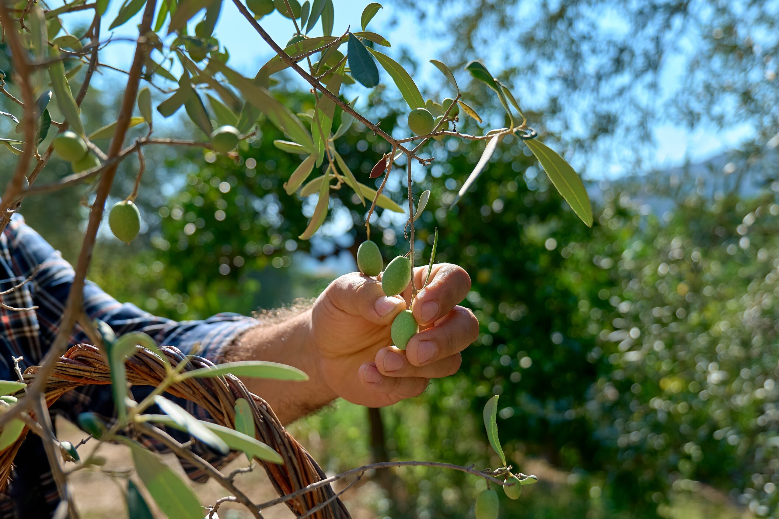Mature,Gardener,Picking,Olives,In,Olive,Tree,Garden.,Harvesting,In
