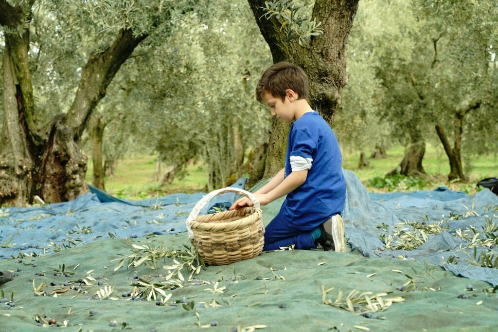 Czas zbioru: jak moment zboru wpływa na polifenole
