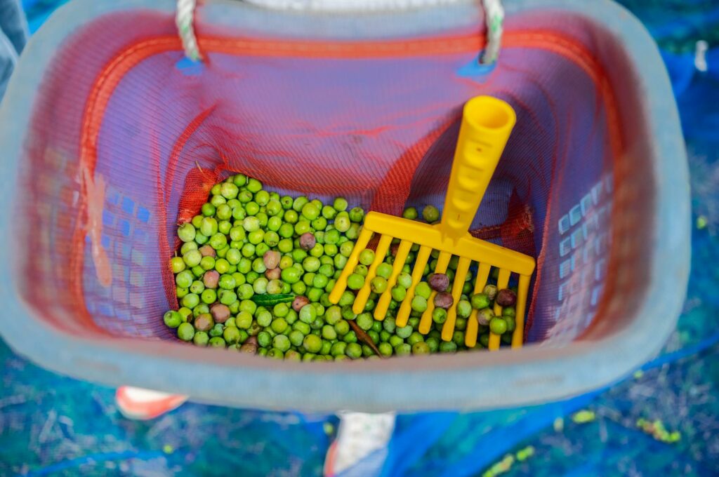 Historia oliwy w starożytnym Rzymie: od zbiorów do stołu
