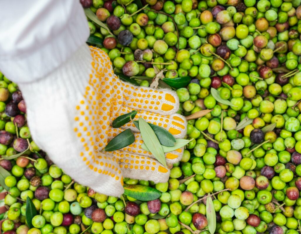 Parowanie z winem: jak wybrać idealną oliwę do wina