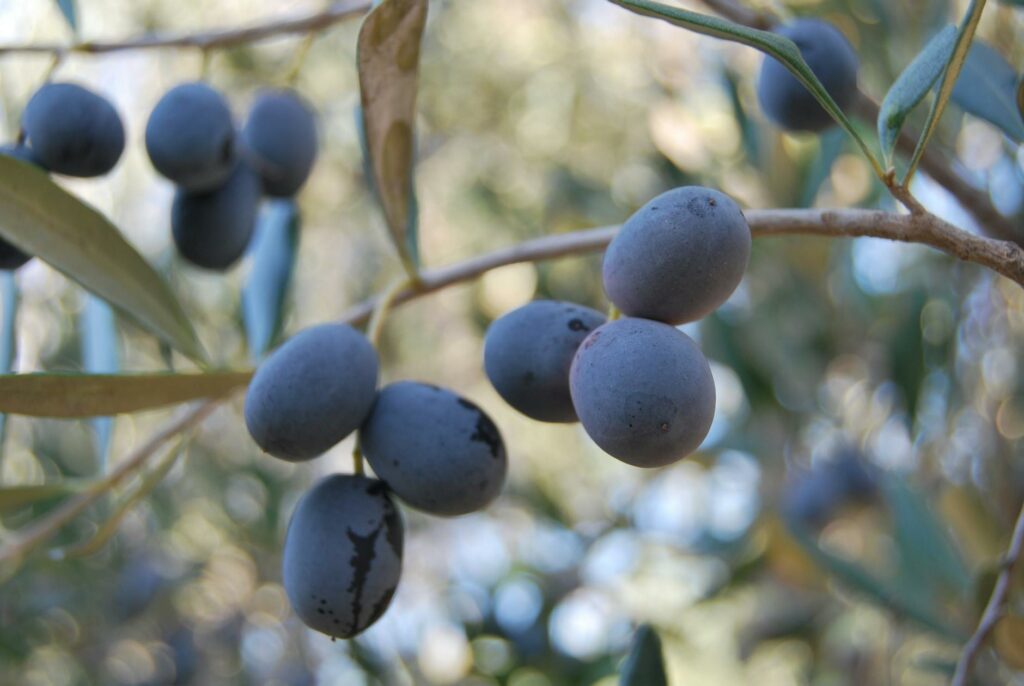 Sezonowe zastosowania oliwy z oliwek: jak stosować w różnych porach roku