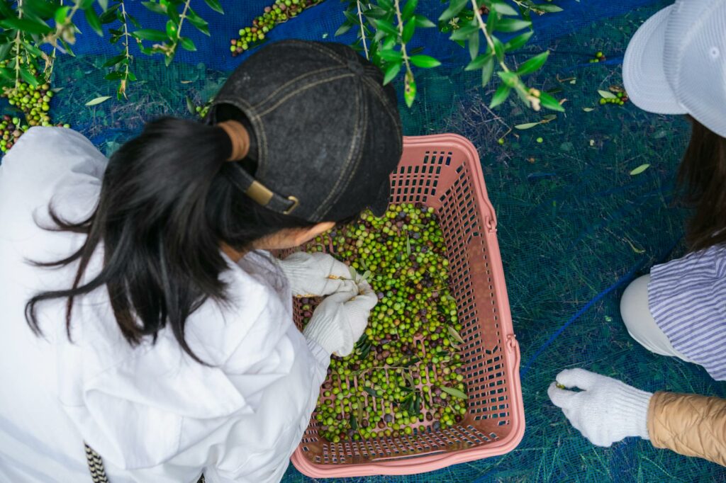 Tradycje zbiorów oliwy w Sienie: historia i współczesność