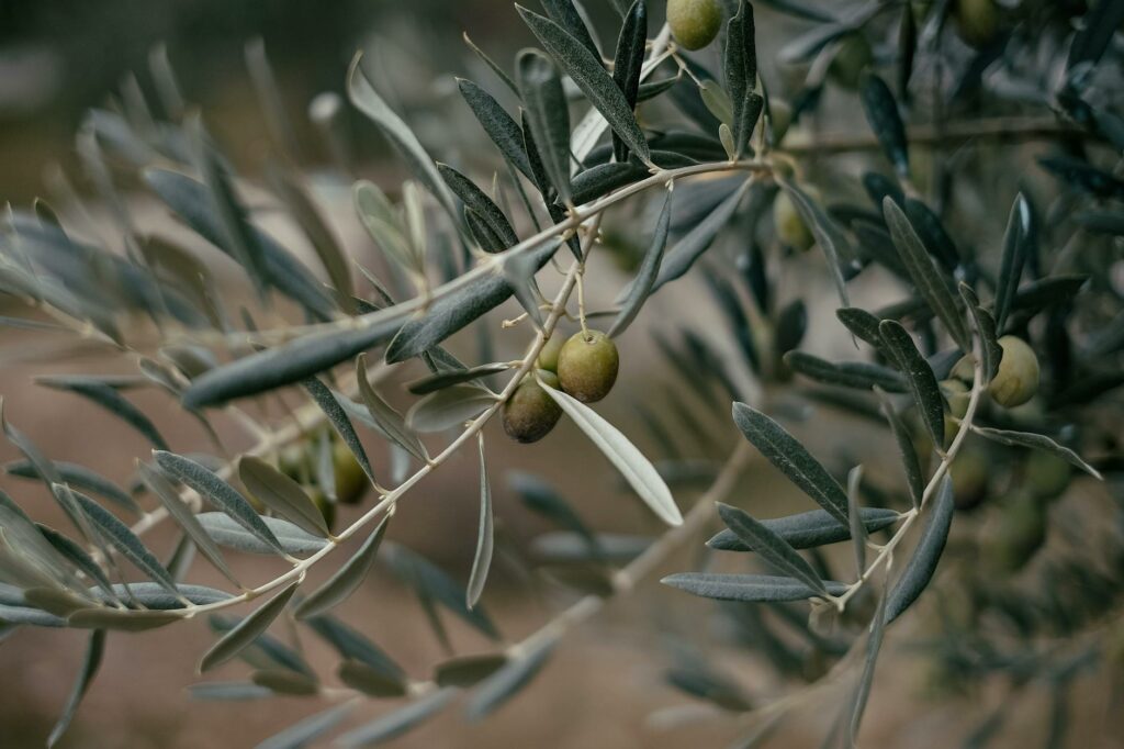 Spektroskopia NMR w oliwie: jak sprawdzają autentyczność