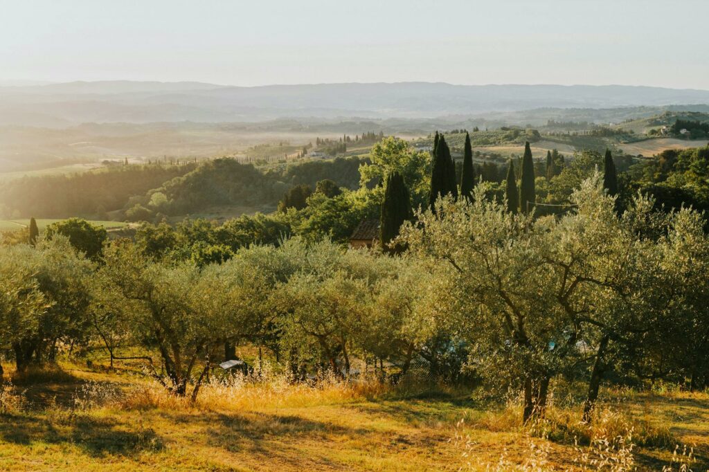 Toskania — dlaczego ta ziemia rodzi najlepszą oliwę na świecie