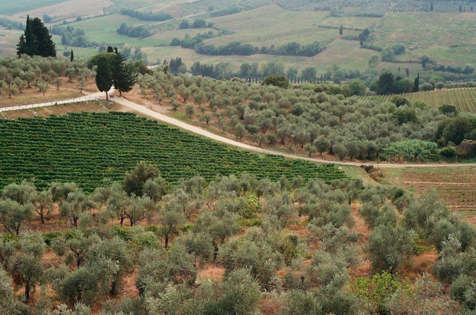Wzgórza Chianti Classico w Toskanii — ojczyzna najlepszej oliwy