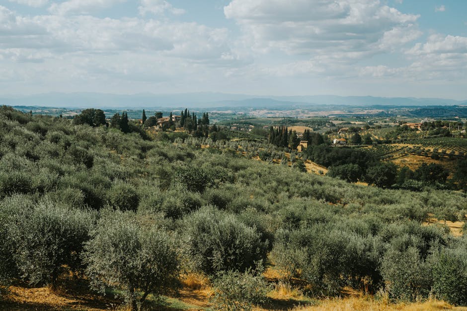 Montalcino — toskańskie wzgórza oliwne