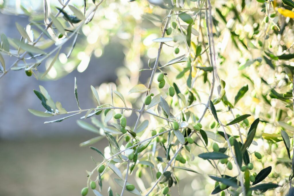 Vibrant green olives and leaves basking in natural sunlight, showcasing nature's beauty.