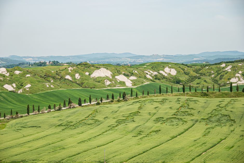 Toskańskie wzgórza Montalcino — gaje oliwne i winnice
