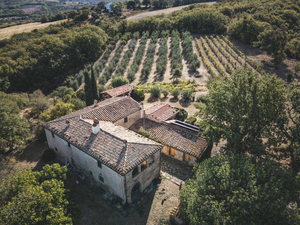 Gaj oliwny w Toskanii — oliwa single estate