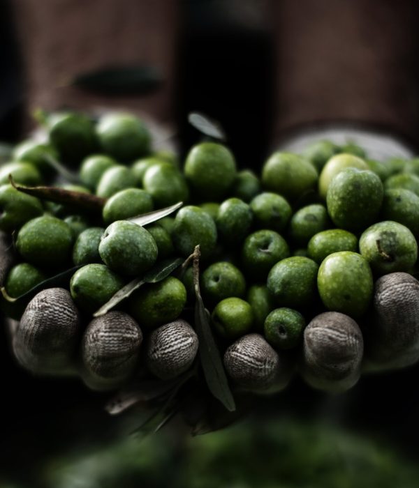 green,olive,for,oil,production.,man,holding,green,olives,in